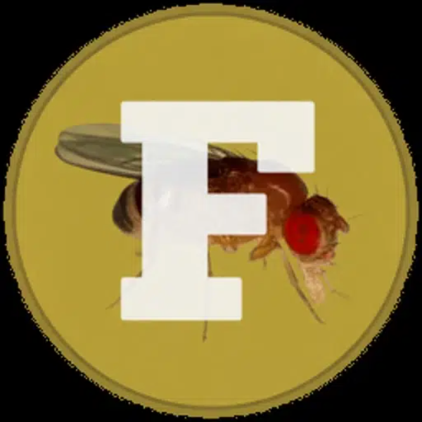 Fly