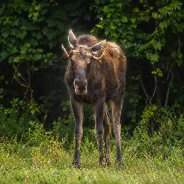 BULLWINKLE