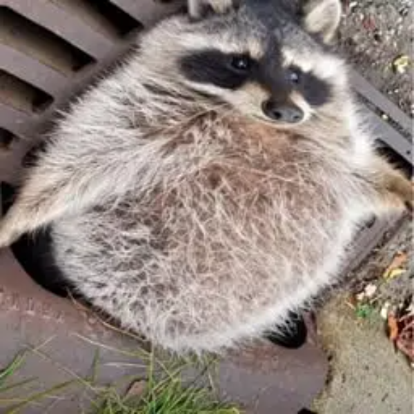 FATS
